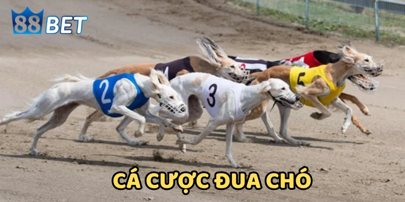 Kinh Nghiệm Cá Cược Đua Chó - Tay Cược Lâu Năm Chia Sẻ Giải thích cá cược đua chó